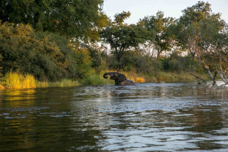 Zambia Elephant in River