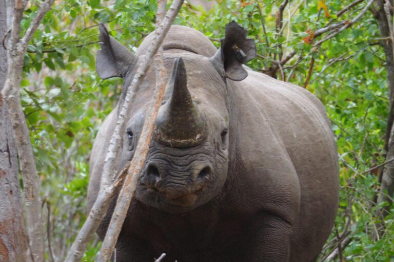 Zululand rhino South Africa