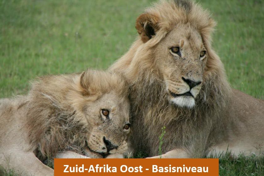Nieuws uit Afrika - Voorbeeldreis Zuid-Afrika Oost - Out in Africa