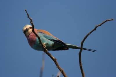 Vogeltje