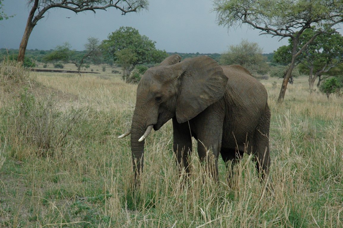 Olifant in het Tarangire National Park - Rondreis door noordelijk Tanzania en Zanzibar