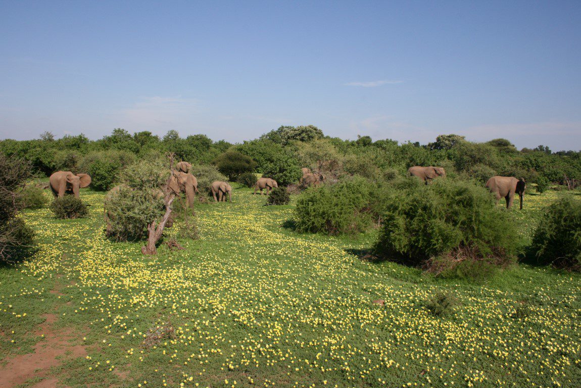 Natuur in Zuid-Afrika - Olifanten in groene bush met bloemetjes in de Kalahari