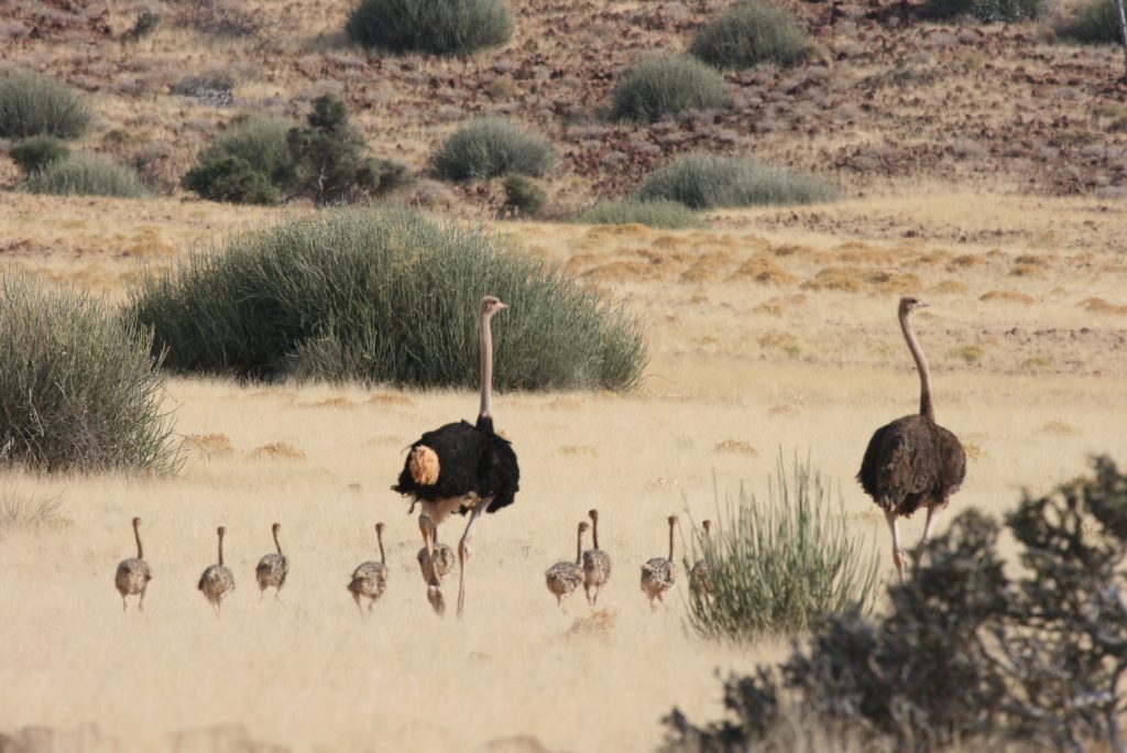 Struisvogels familie