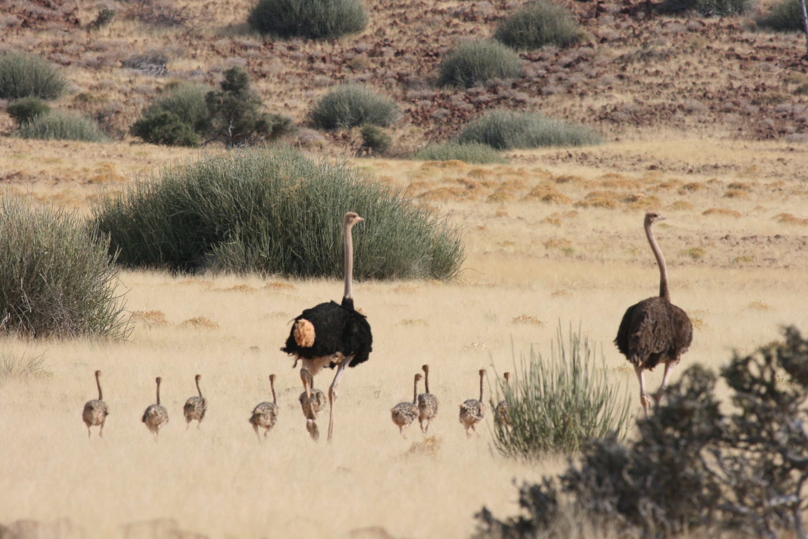 Struisvogels Afrika