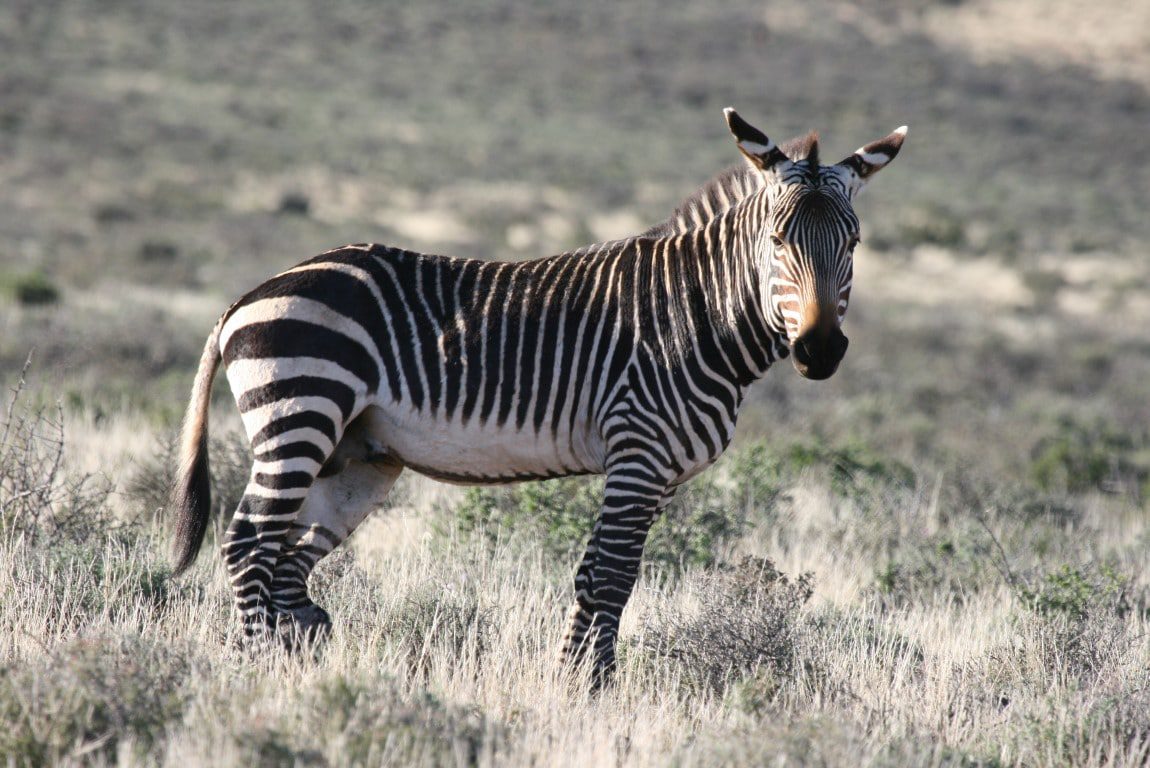 Out in Africa - nieuws uit afrika oktober - zebra zonder schaduw