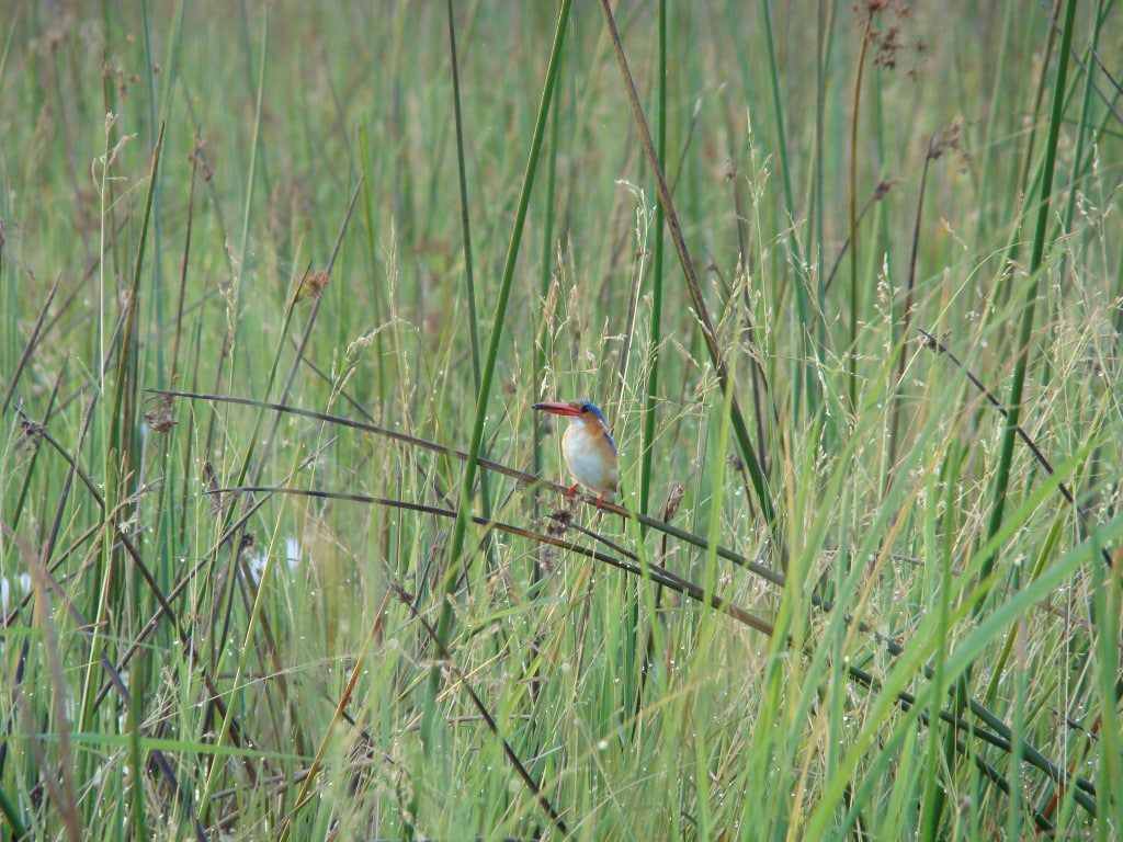 Out in Africa nieuws uit Afrika 