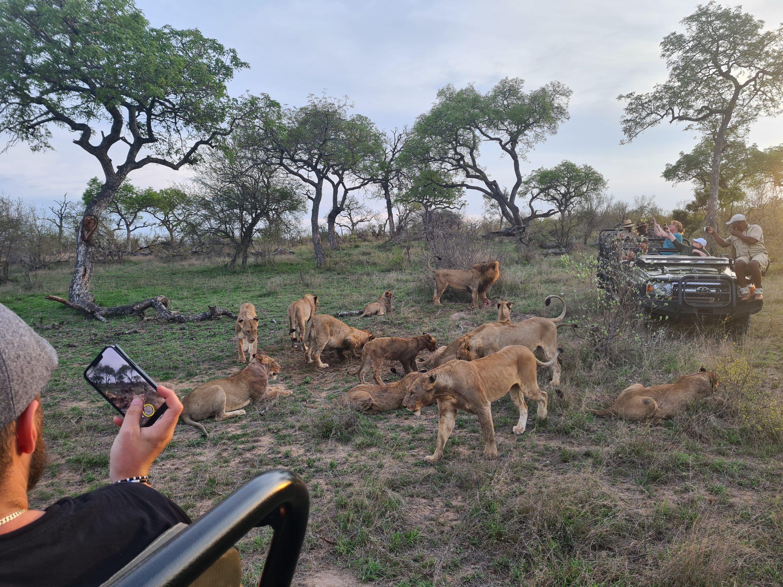 Safari telefoon foto