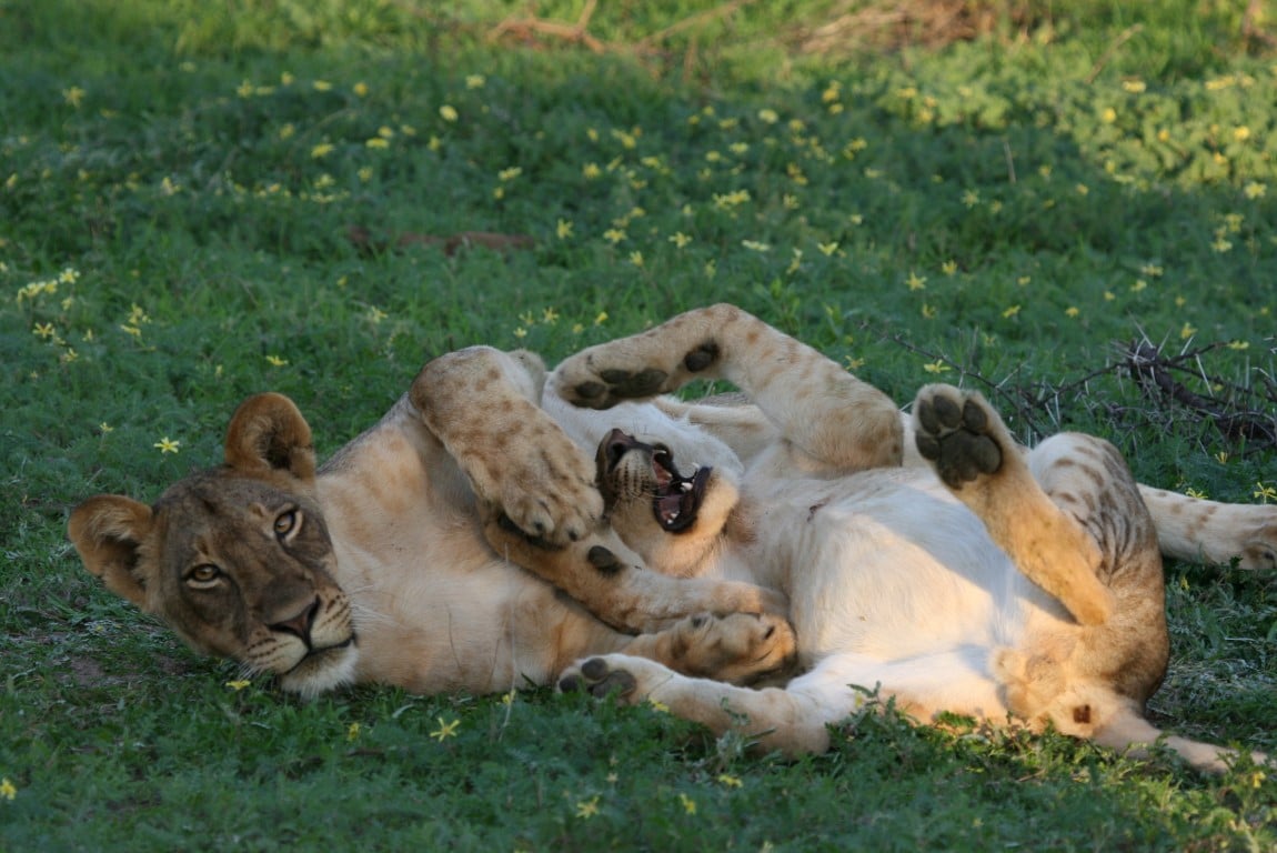 Spelende leeuwen, zomer in Afrika