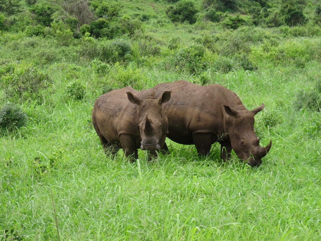 Witte neushoorns, moeder en kalf, Hluhluwe-Imfolozi Game Reserve, Zuid-Afrika