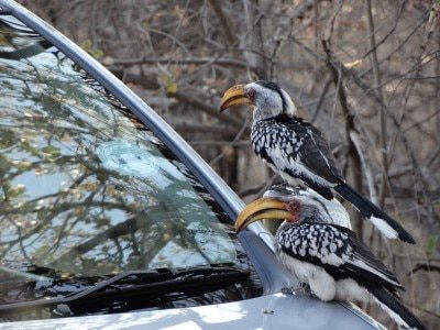 459 Yellowbilled Hornbill009