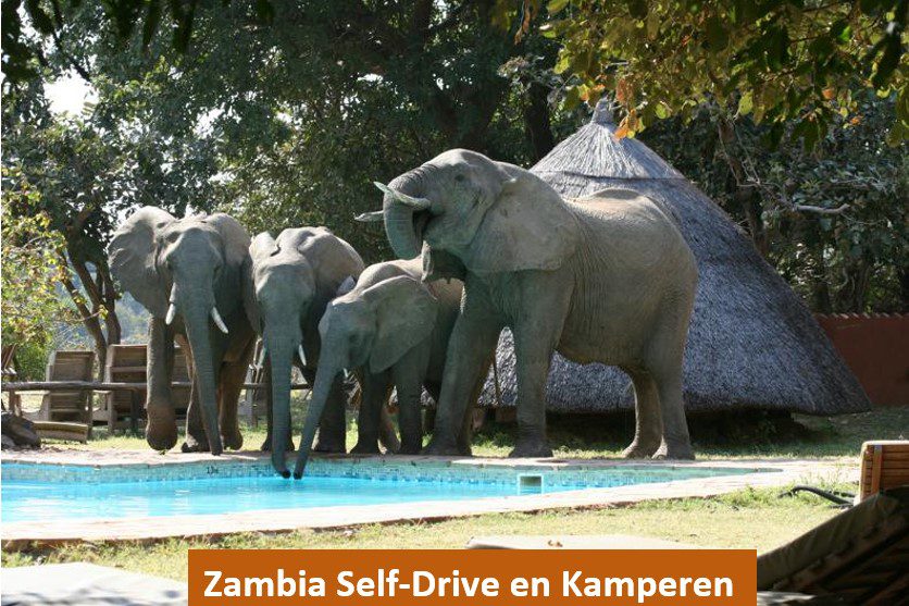 Voorbeelreis Zambia kamperen - Out in Africa