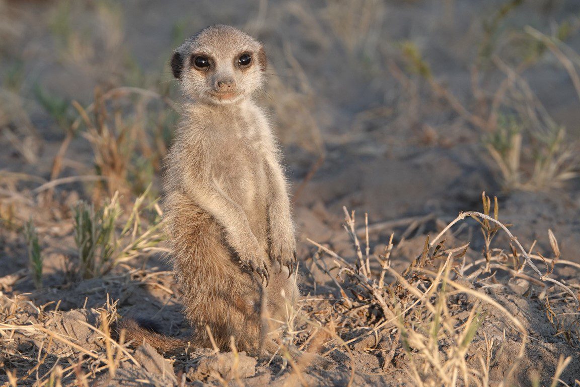 Stokstaartje Botswana