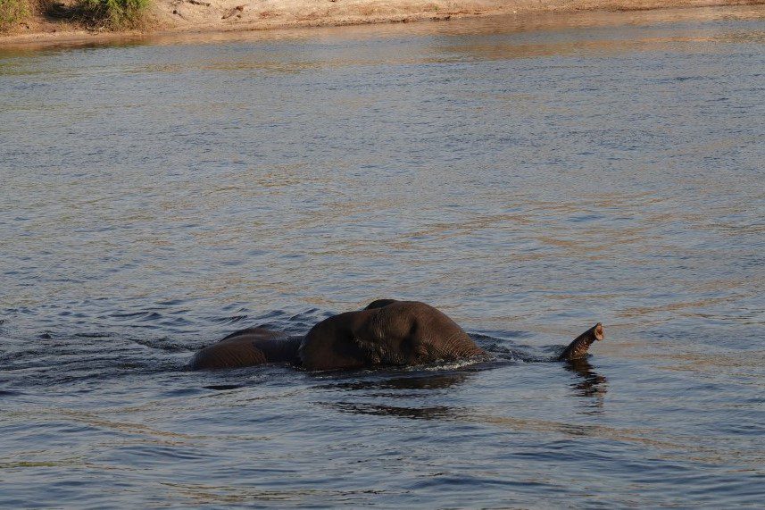 Een snorkelende olifant