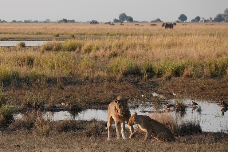 Leeuwen en olifanten in Chobe NP