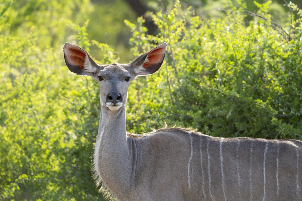 Kudu in het groen