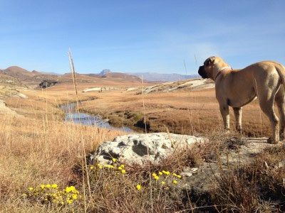 Day 39 - Moya homeward