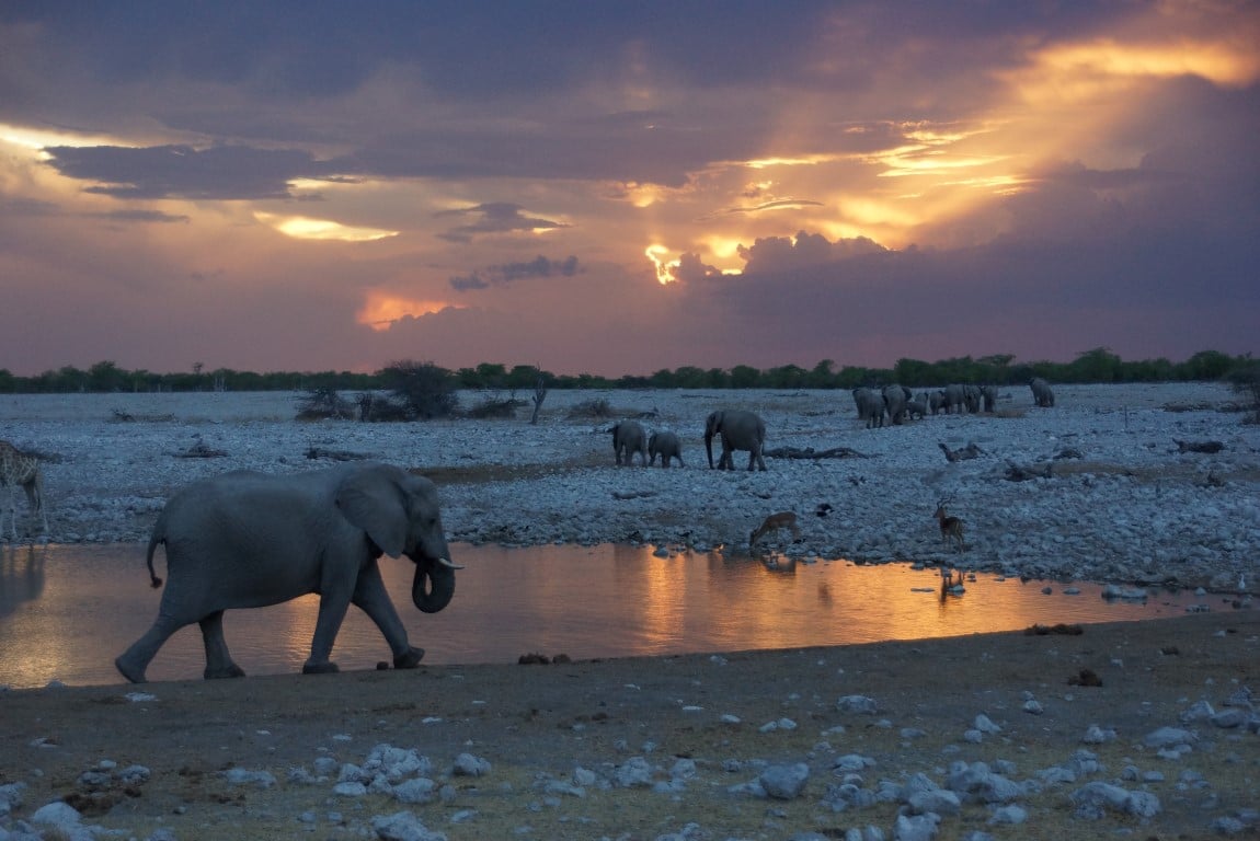 Foto: Etosha NP