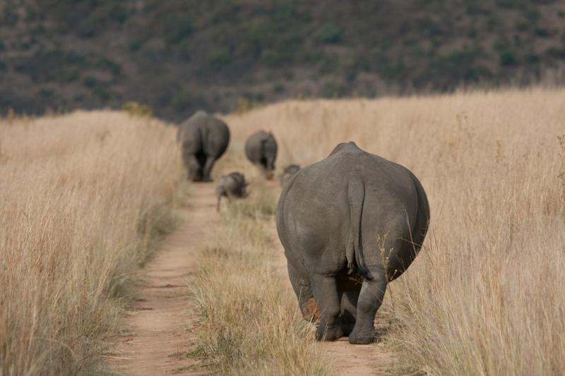 Zo spot je de Big Five in Zuid-Afrika neushoorn