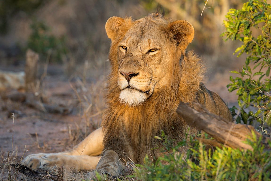Out in Africa - Nieuws uit Afrika - Foto Andius Teijgelaar
