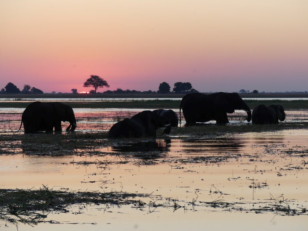 Nieuws uit afrika - olifanten en een ondergaande zon in Chobe NP