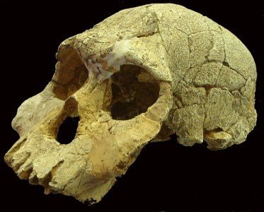 GA-Sterkfontein007