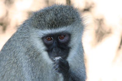 Groenemeerkat002-Addo