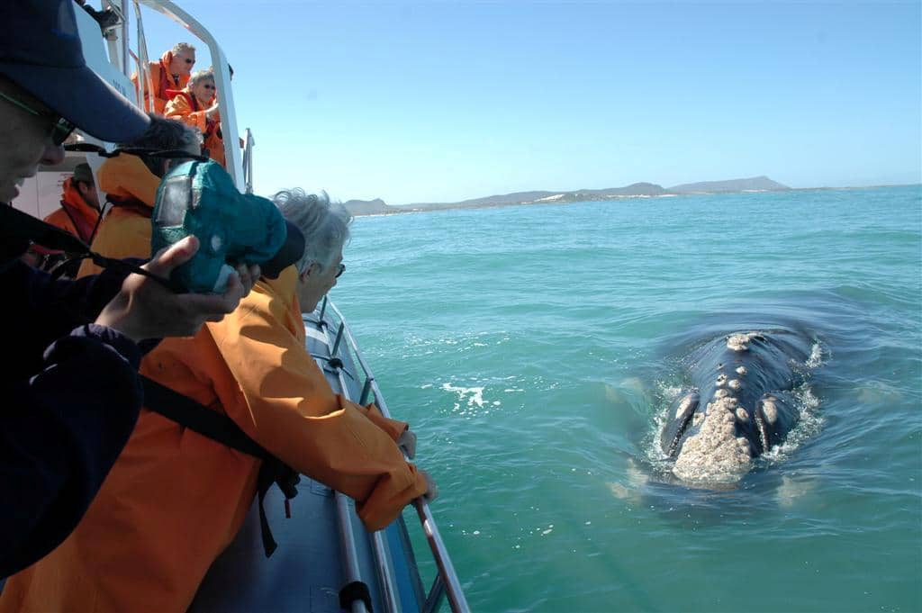 Hermanus, whale-watching, close encounter boat tour