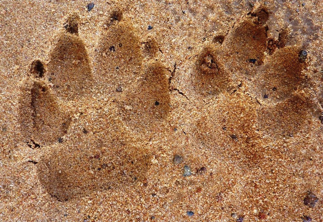 Sporen lezen in Afrika - Op wandelsafari in Zuid-Afrika