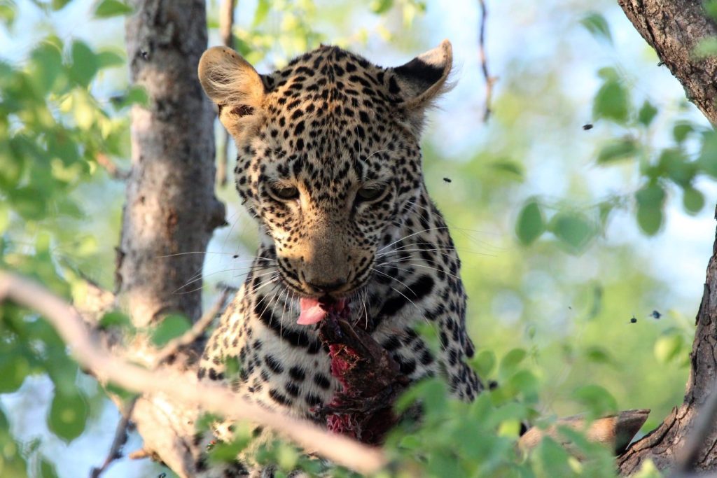 Luipaard, prooi, boom, safari, Big 5, mooiste foto - Nieuws uit Afrika
