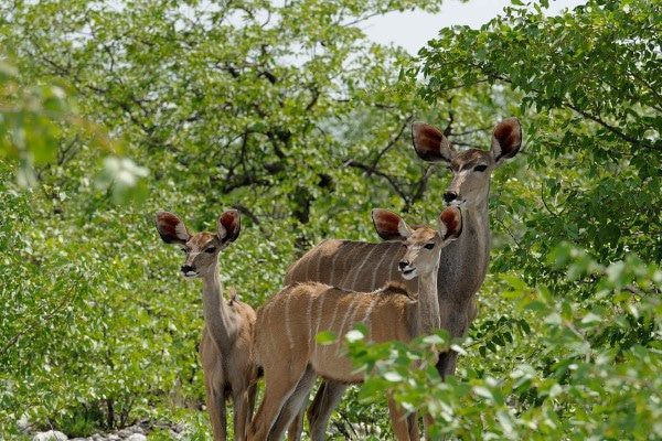 Kudu hinde (Custom)