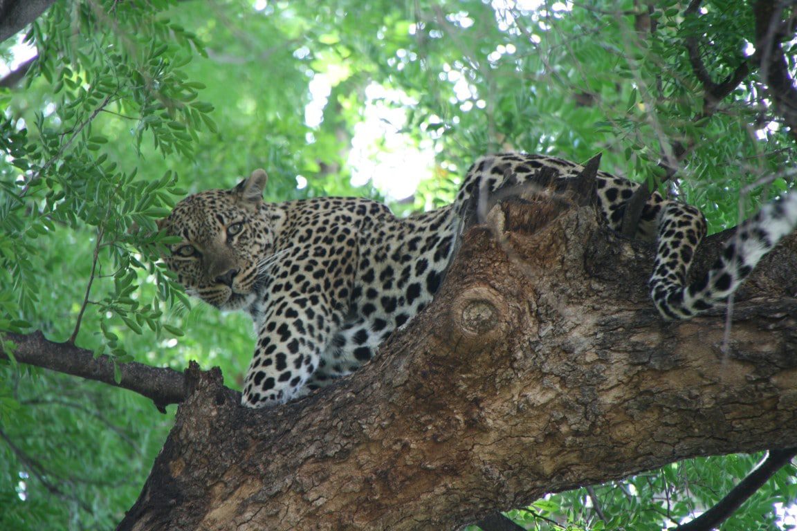 Out in Africa - nieuws uit afrika oktober - Luipaard