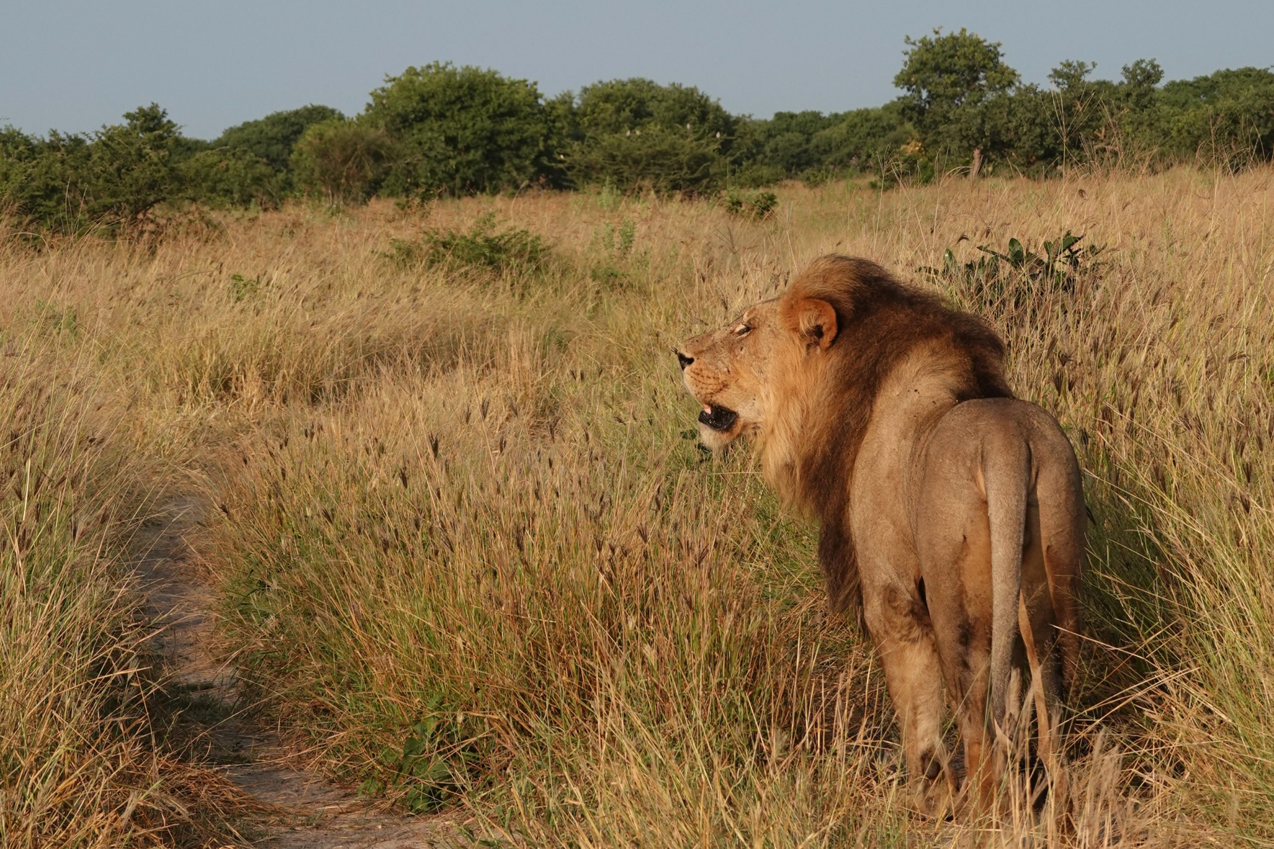 Leeuw in Savuti