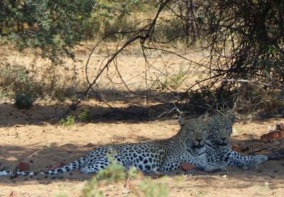 Leoparden12Feb2015Landebahn