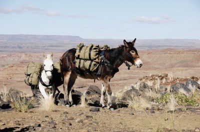 MULE2