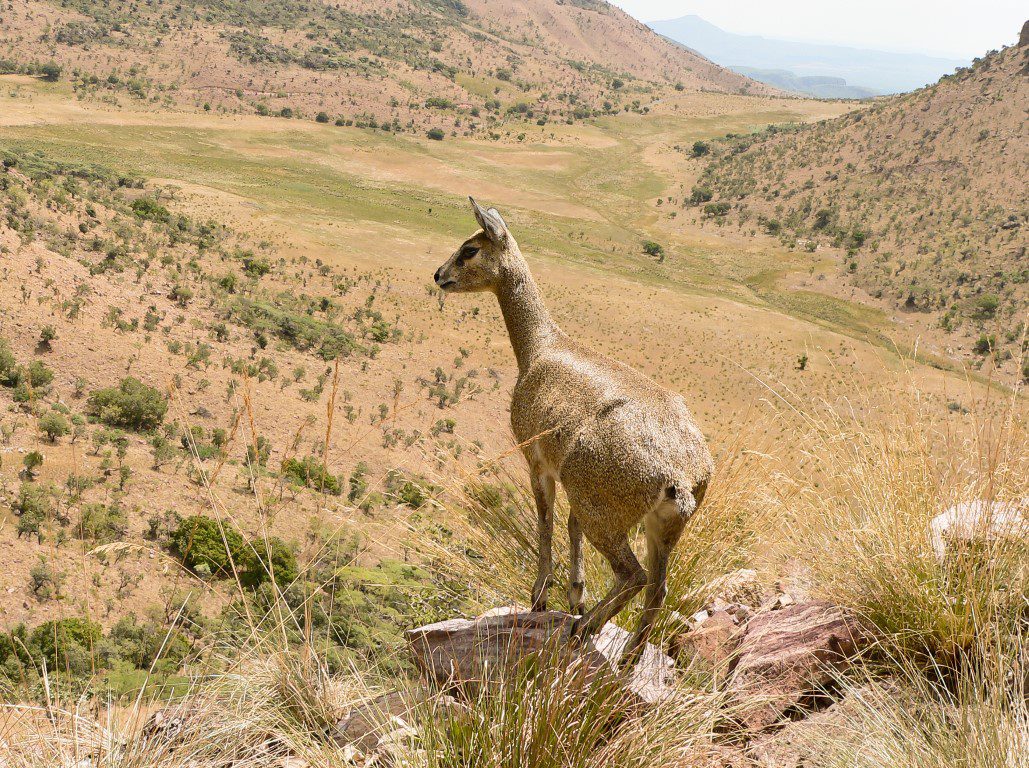 Klipspringer in Marakele National Park
