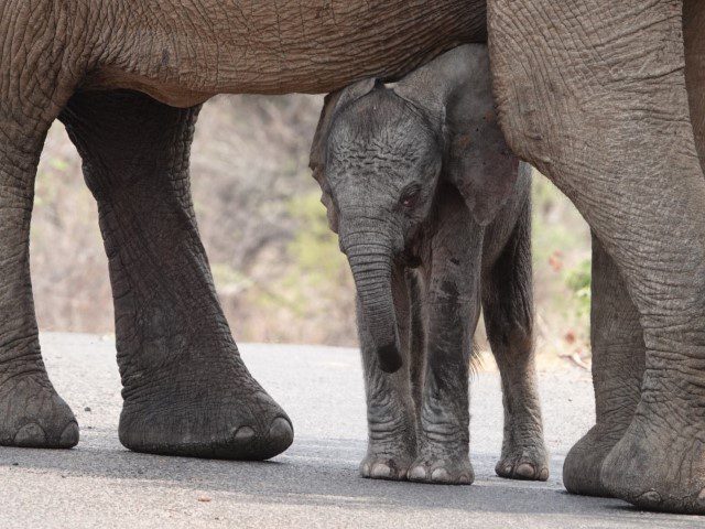 Héle kleine olifant in Marakele National Park