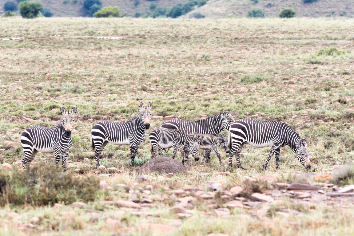 Out in Africa - nieuws uit afrika oktober - Zebra groep