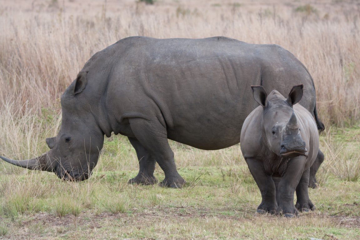Zo spot je de Big 5 in Zuid-Afrika - witte neushoorn, bedreigd