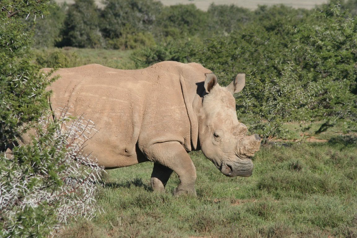 Nieuwsbrief Out in Africa - Neushoorn zonder hoorn - dehorned rhino - Samara
