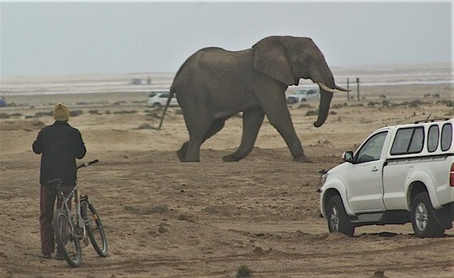 Nieuwsbrief Out in Africa - Dieren in het wild - olifant op het strand van Swakopmund (foto: The Namibian)