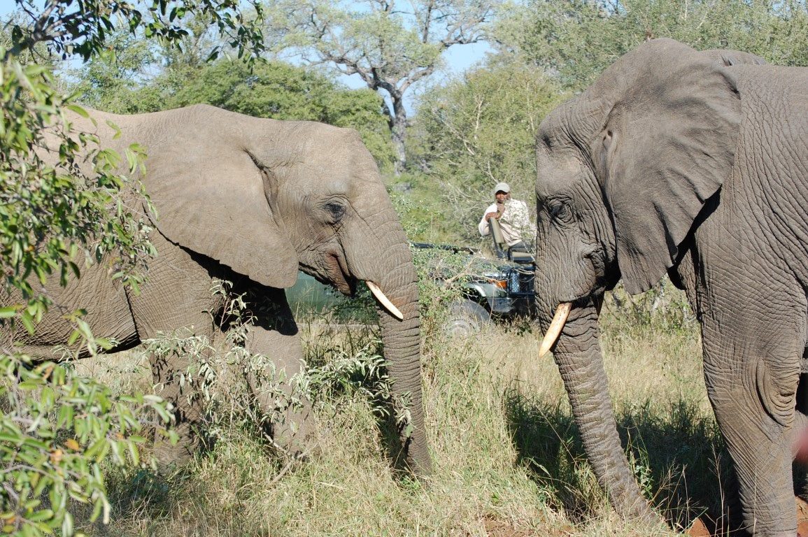 Zo spot je de Big Five in Zuid-Afrika