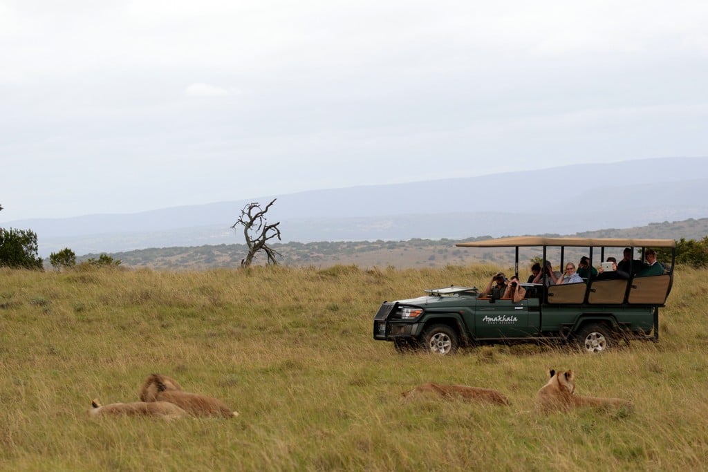 Amakhala Game Reserve - leeuwen