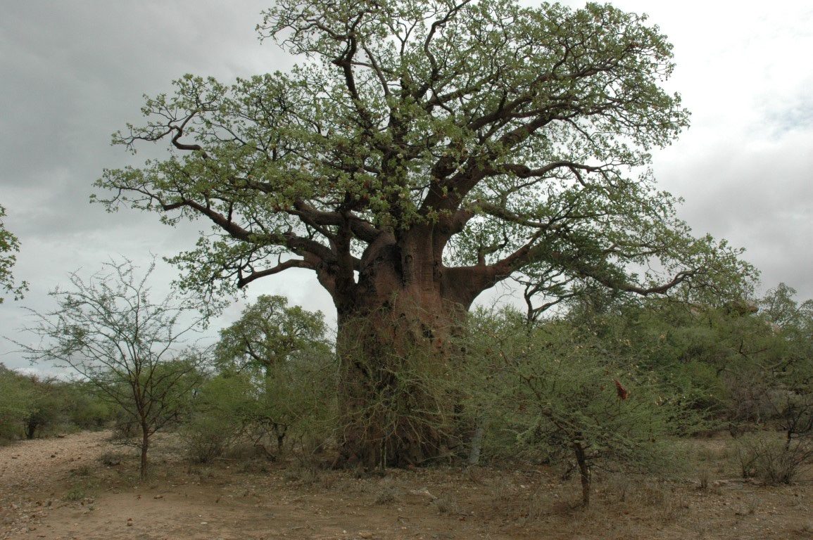 Baobab, Tarangire, Tanzania - De mooiste natuurgebieden in Tanzania