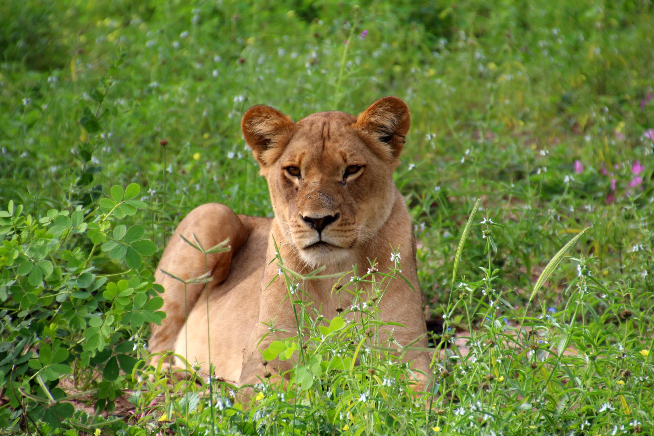 Chobe National Park - Leeuwin tussen de bloemen