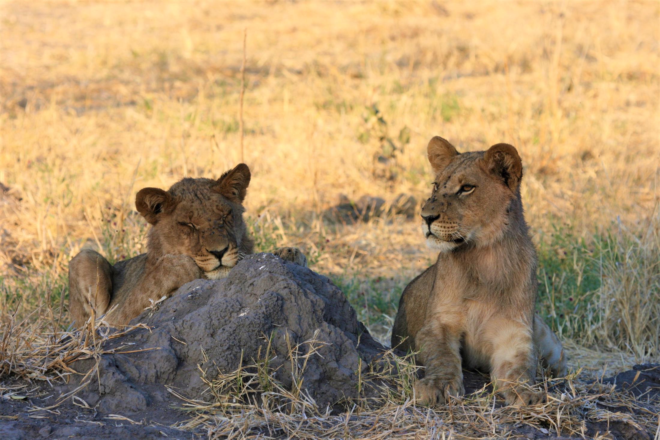 Chobe National Park - Twee jonge leeuwen