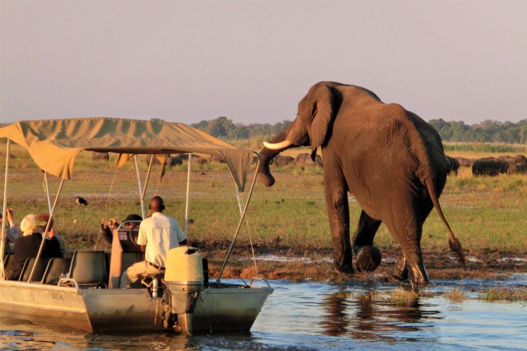 Leukste activiteiten Botswana - Olifant op de oever tijdens boottocht Chobe Rivier