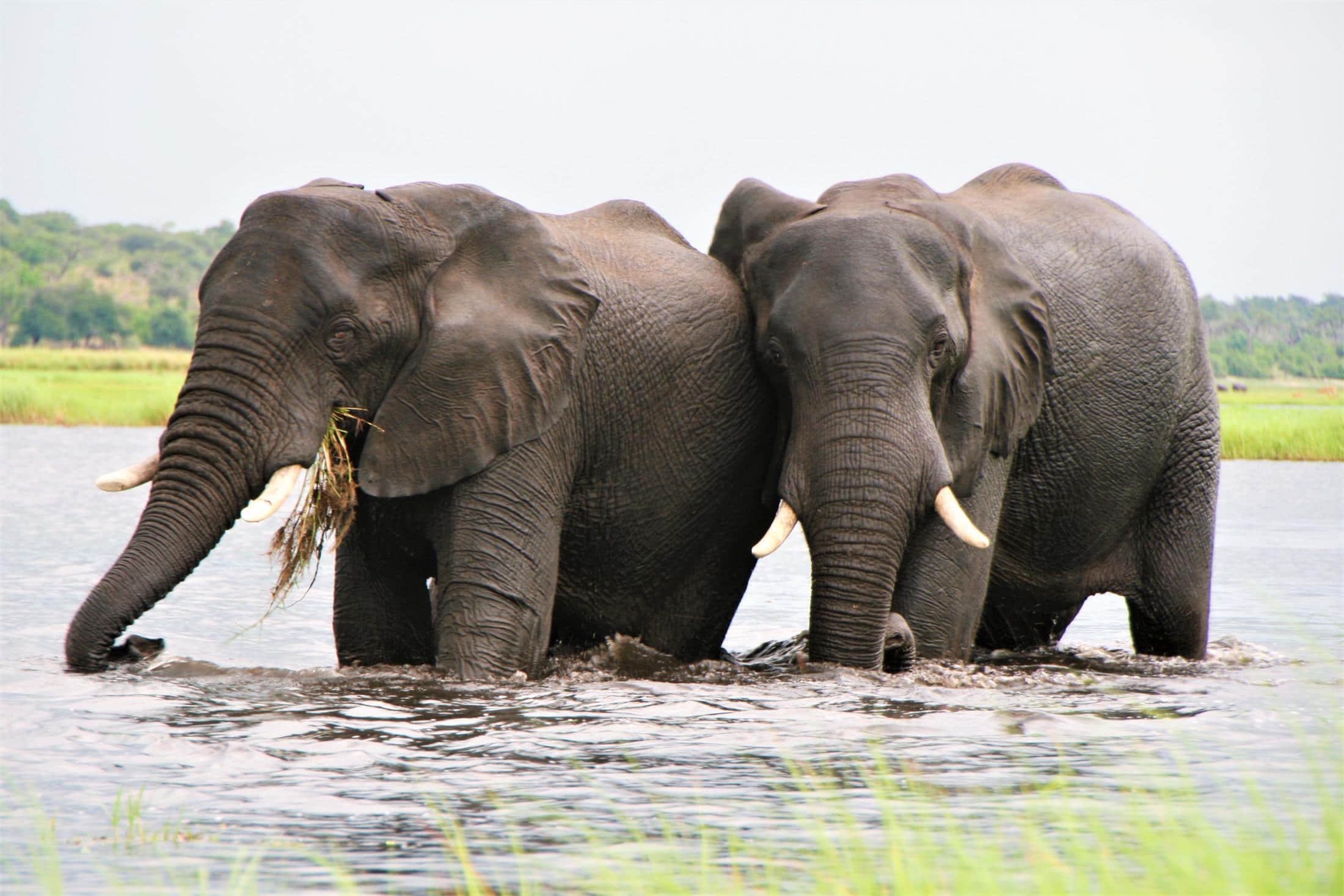 Chobe National Park - Twee olifanten in het water
