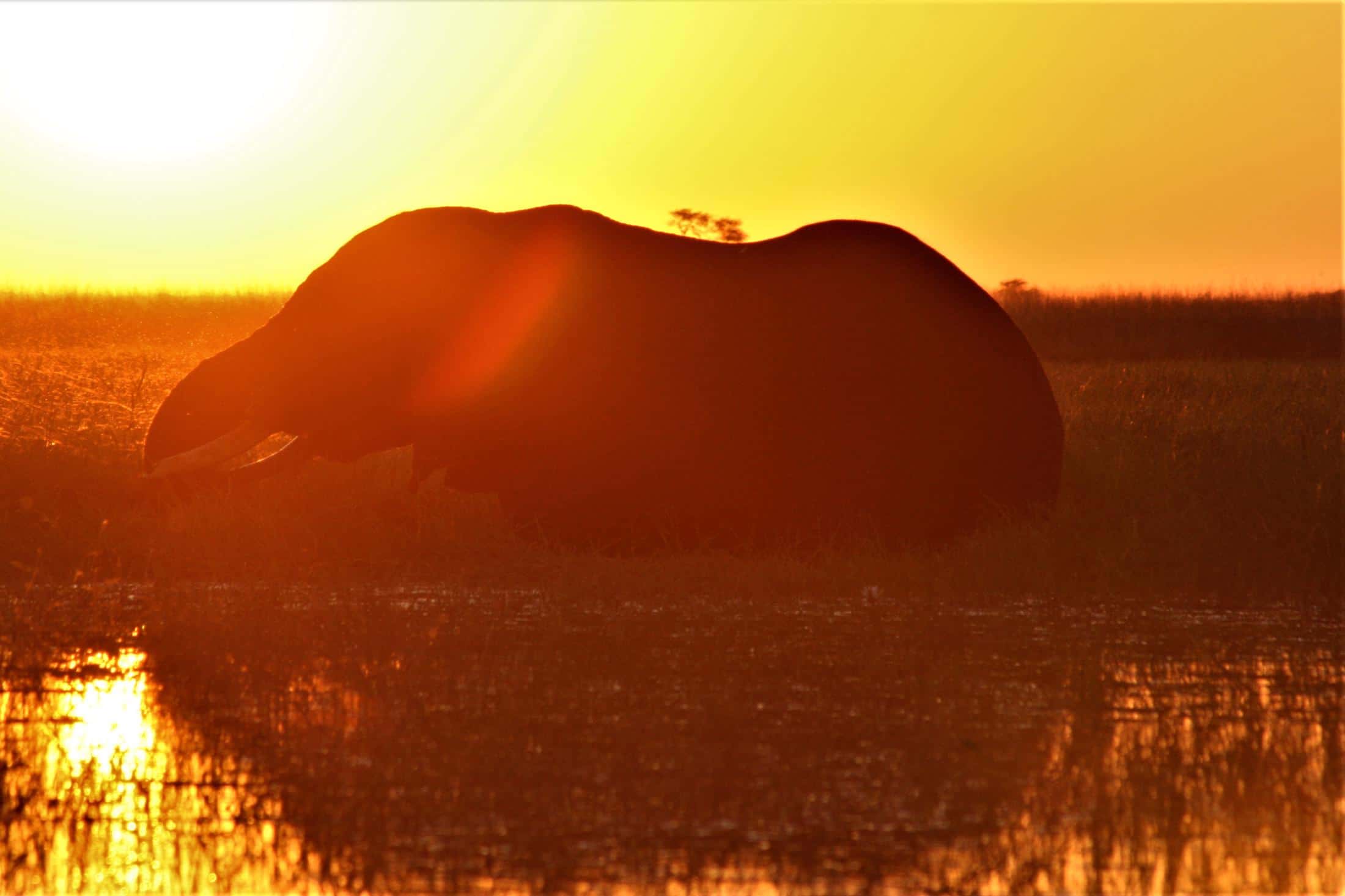 Leukste activiteiten Botswana - Chobe National Park - Olifant sihouet bij zonsondergang