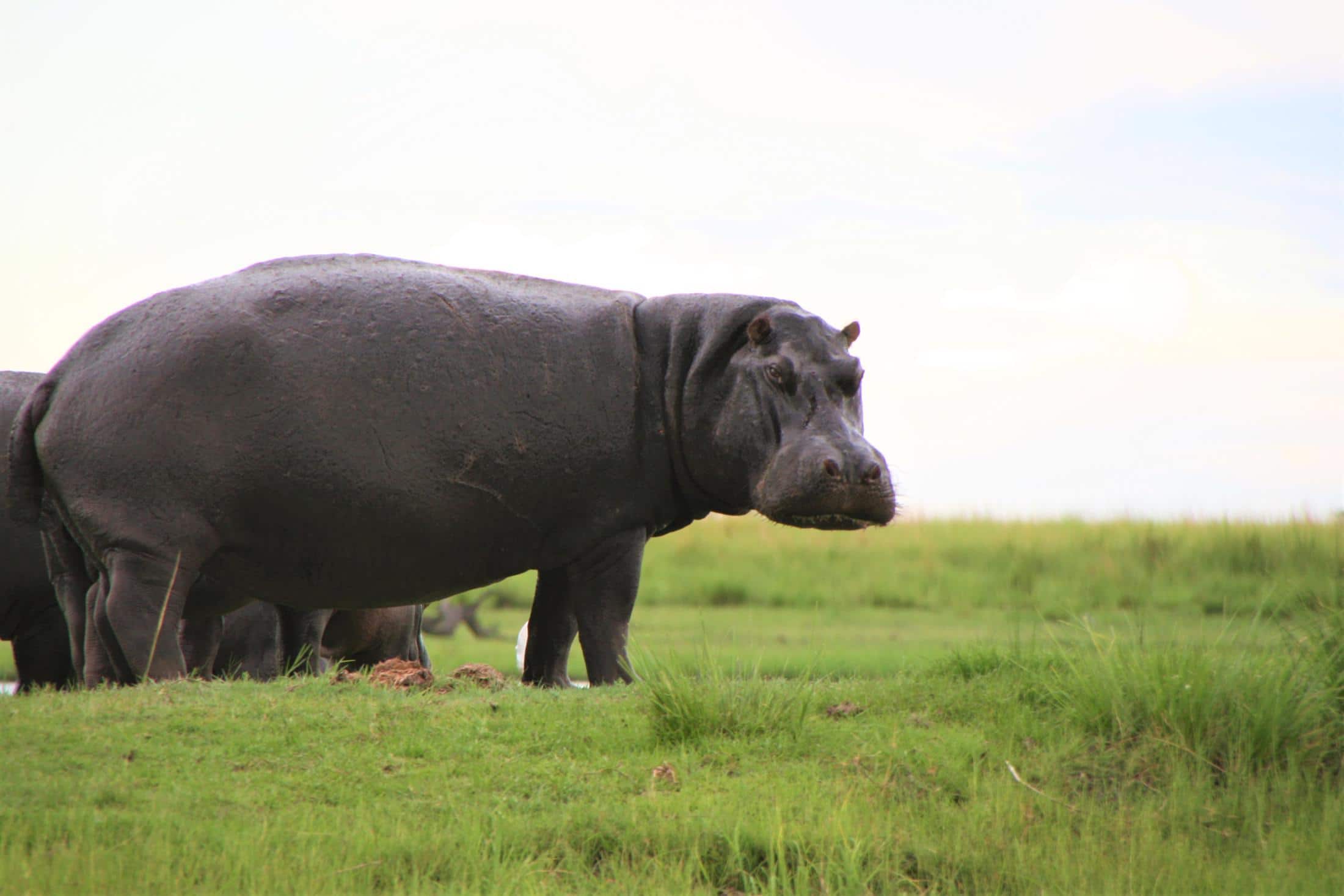 Nieuwsbrief Out in Africa - Dieren in het wild - Nijlpaard op het land