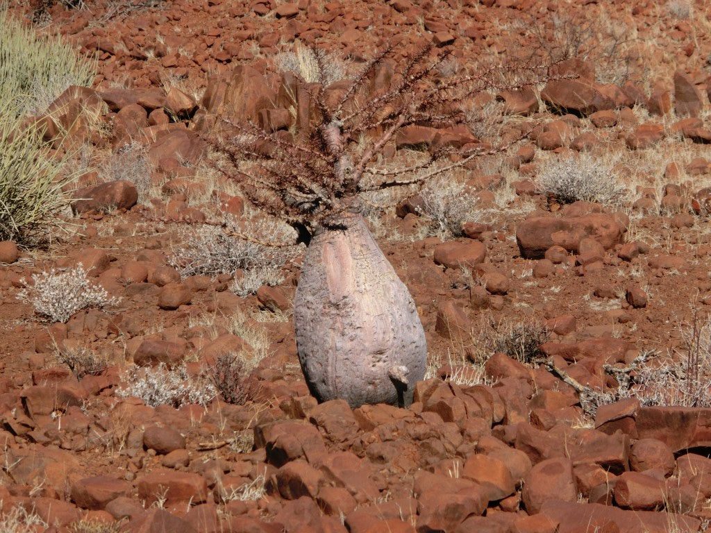 Damaraland (20)